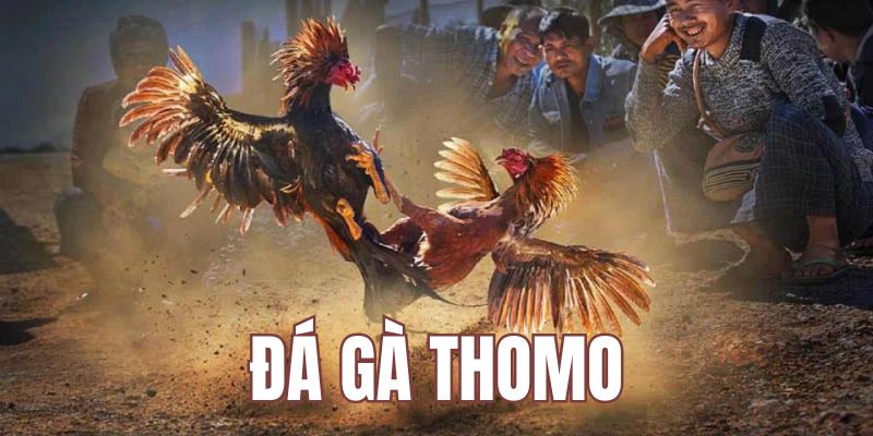 Đá gà Thomo thu hút người chơi